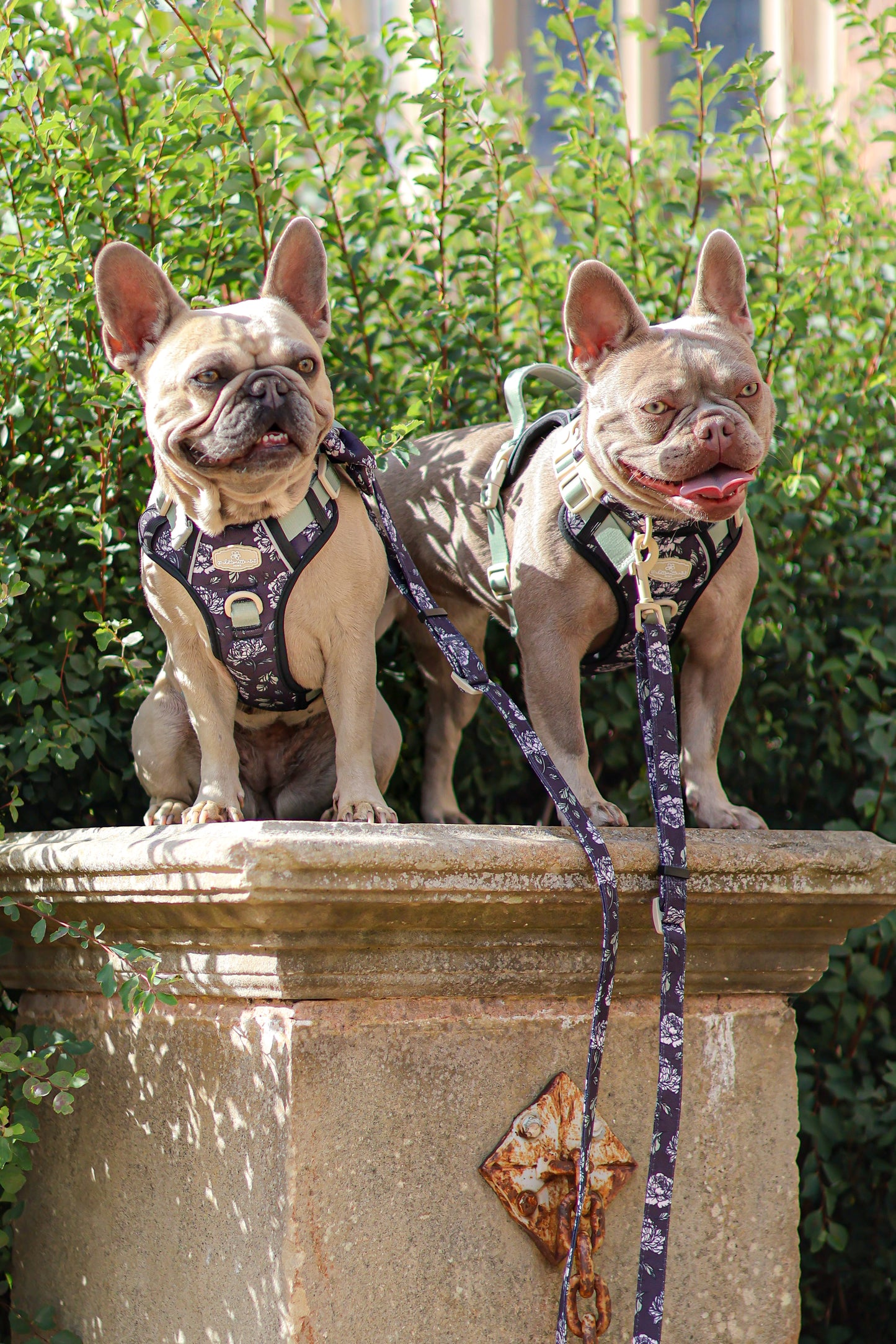 Midnight Bloom Adjustable Lead