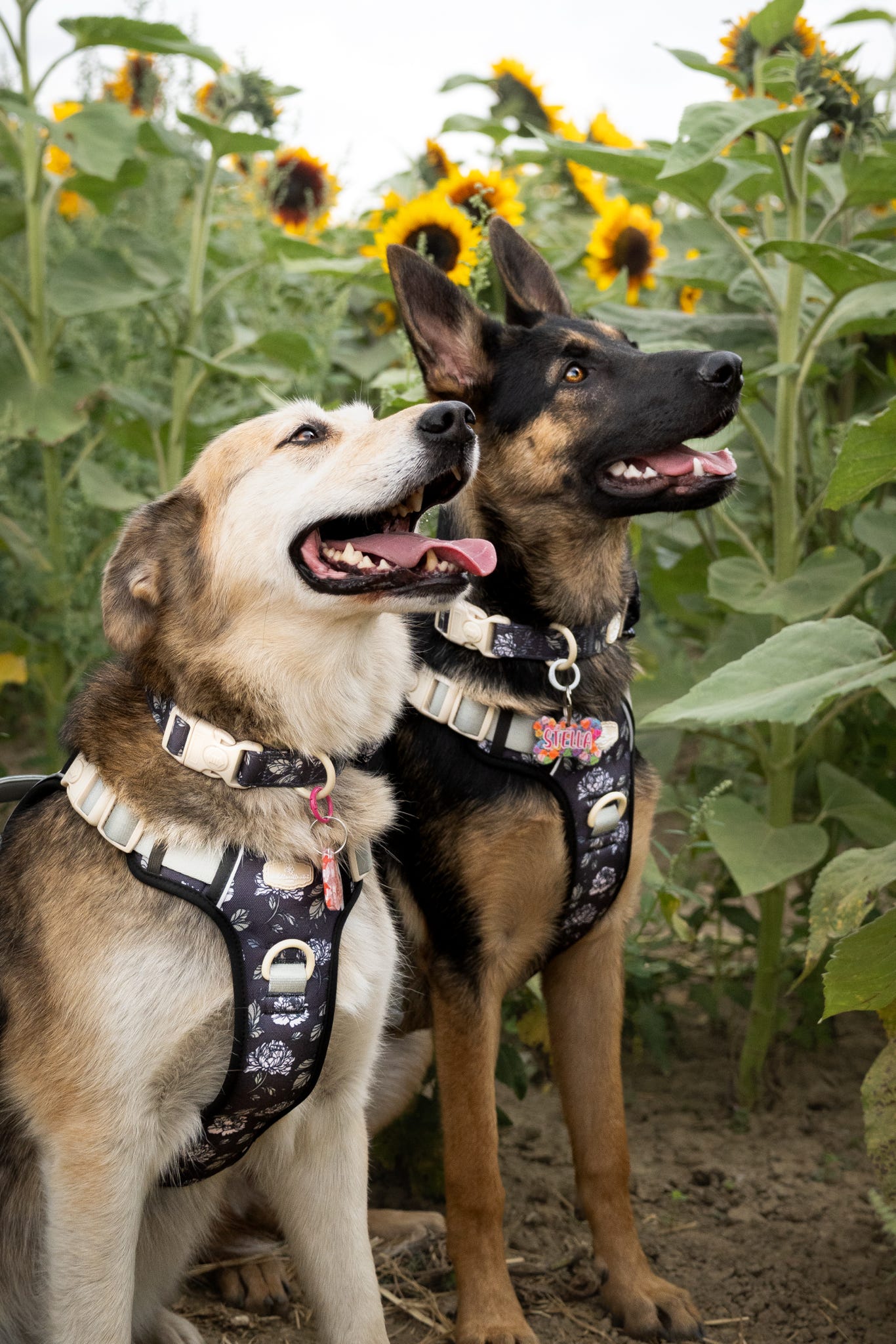 Midnight Bloom Collar
