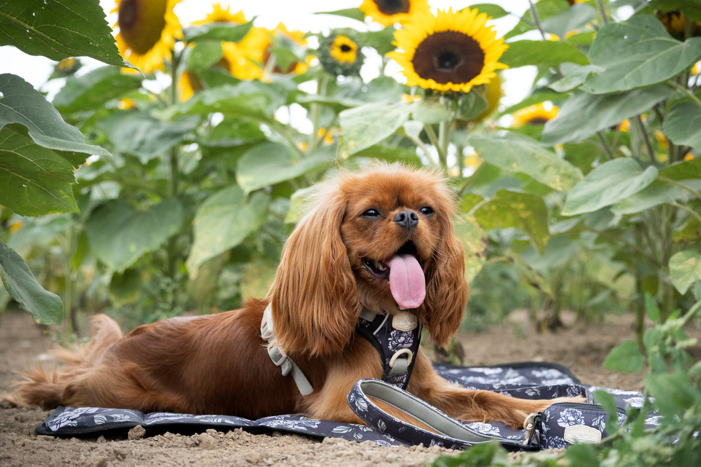 Midnight Bloom Light Settle Mat