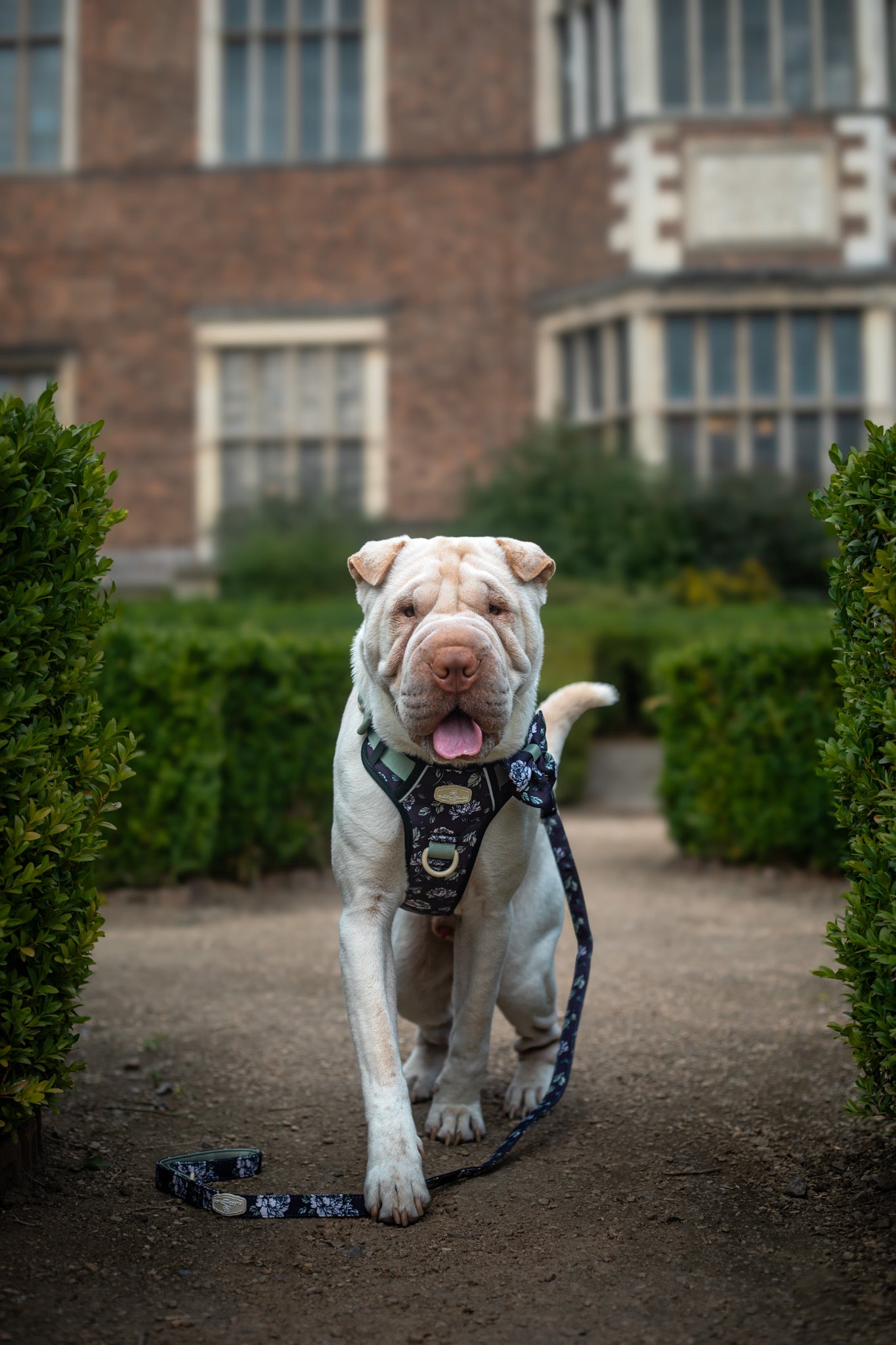 Midnight Bloom Adjustable Lead