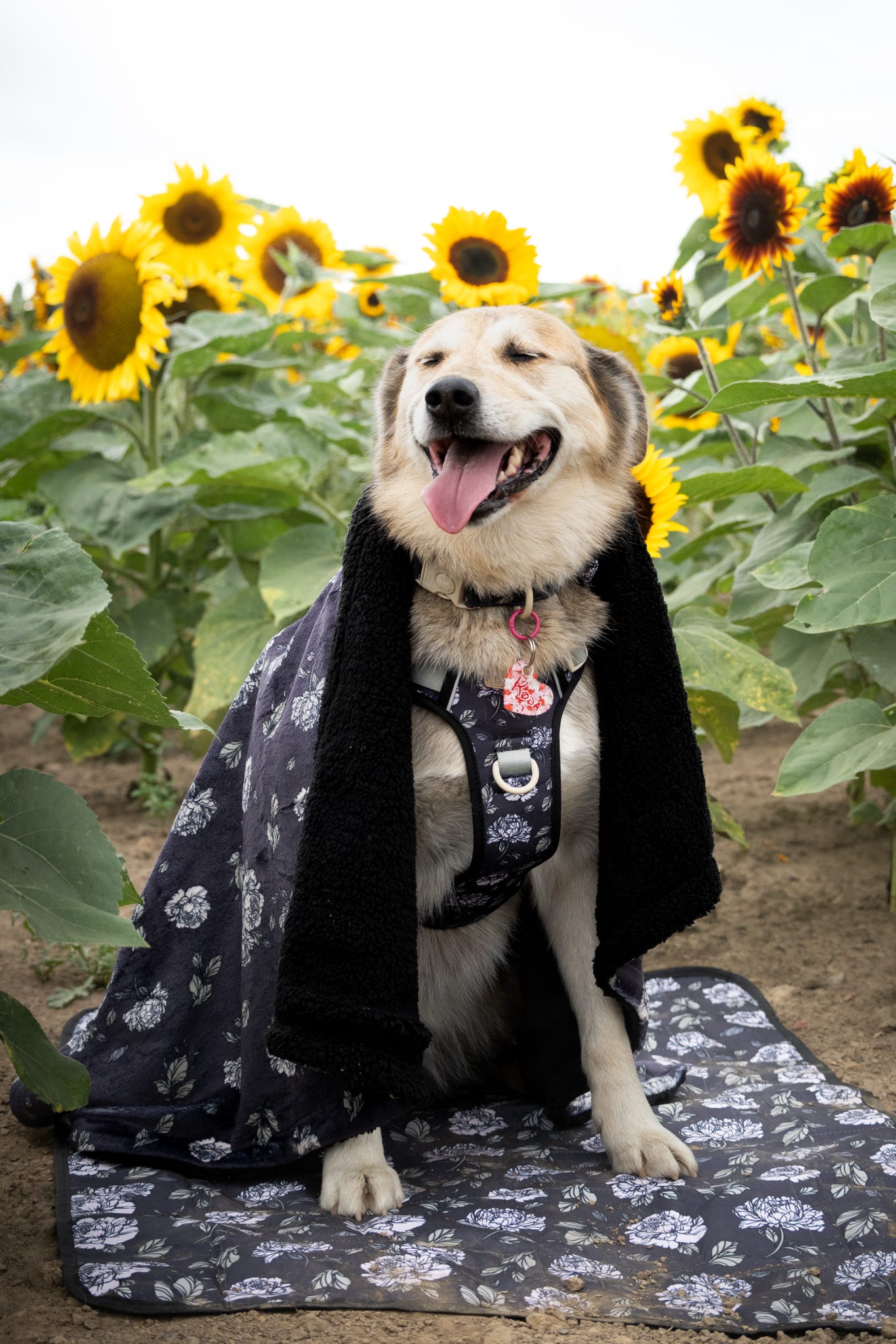 Midnight Bloom Dog Blanket