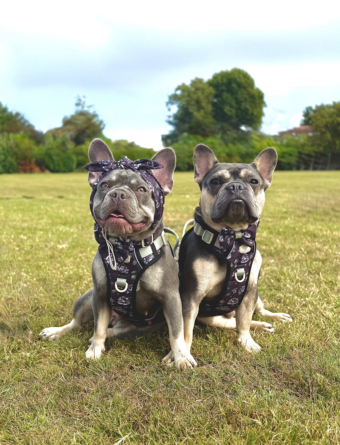 Midnight Bloom Collar