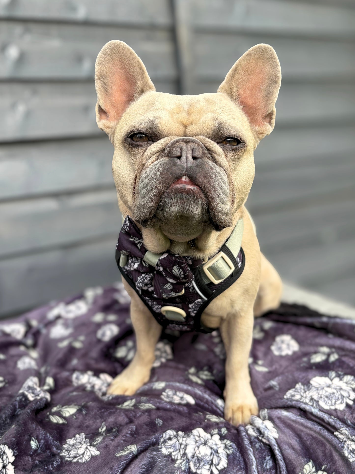 Midnight Bloom Dog Blanket