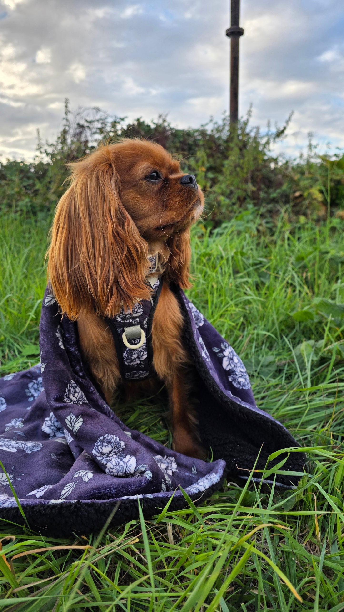 Midnight Bloom Dog Blanket