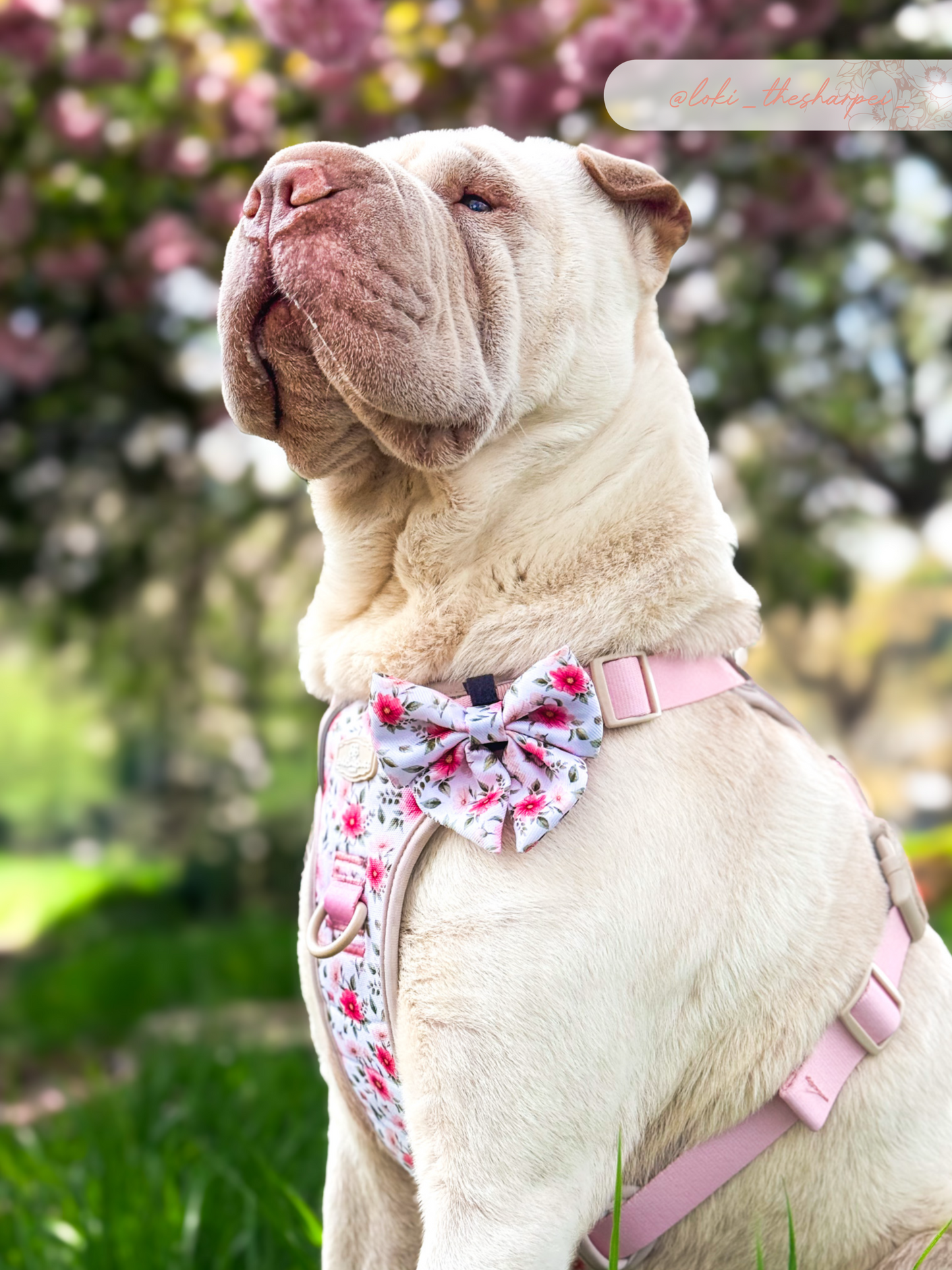 Spring Garden Sailor Bow