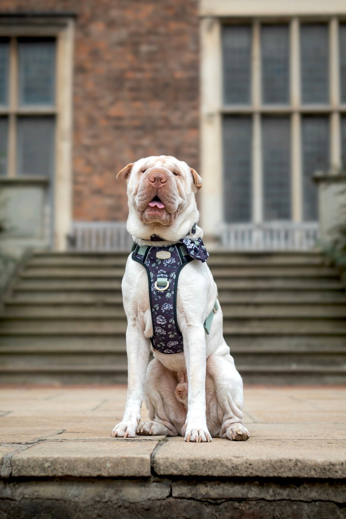 Midnight Bloom Collar