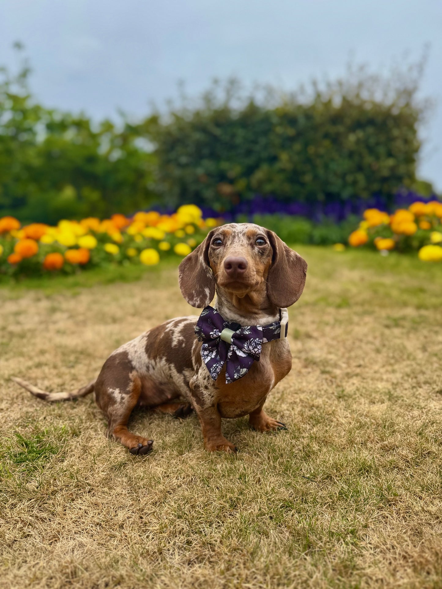 Midnight Bloom Collar