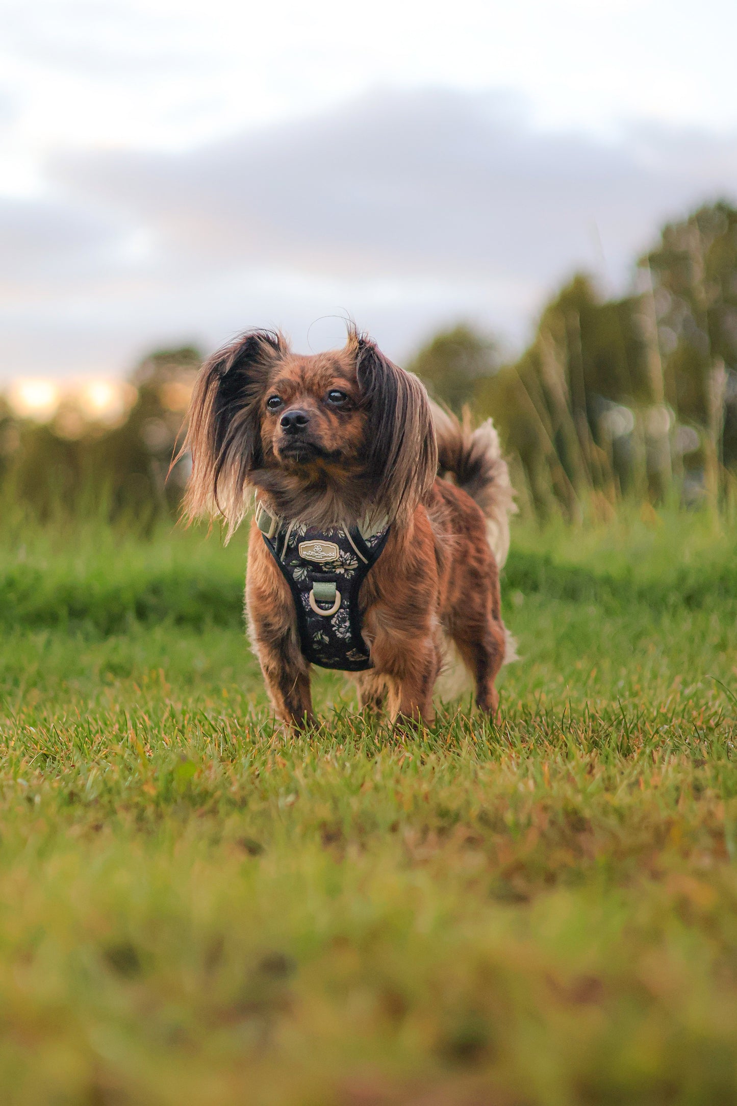 Midnight Bloom Bespoke Treks Harness