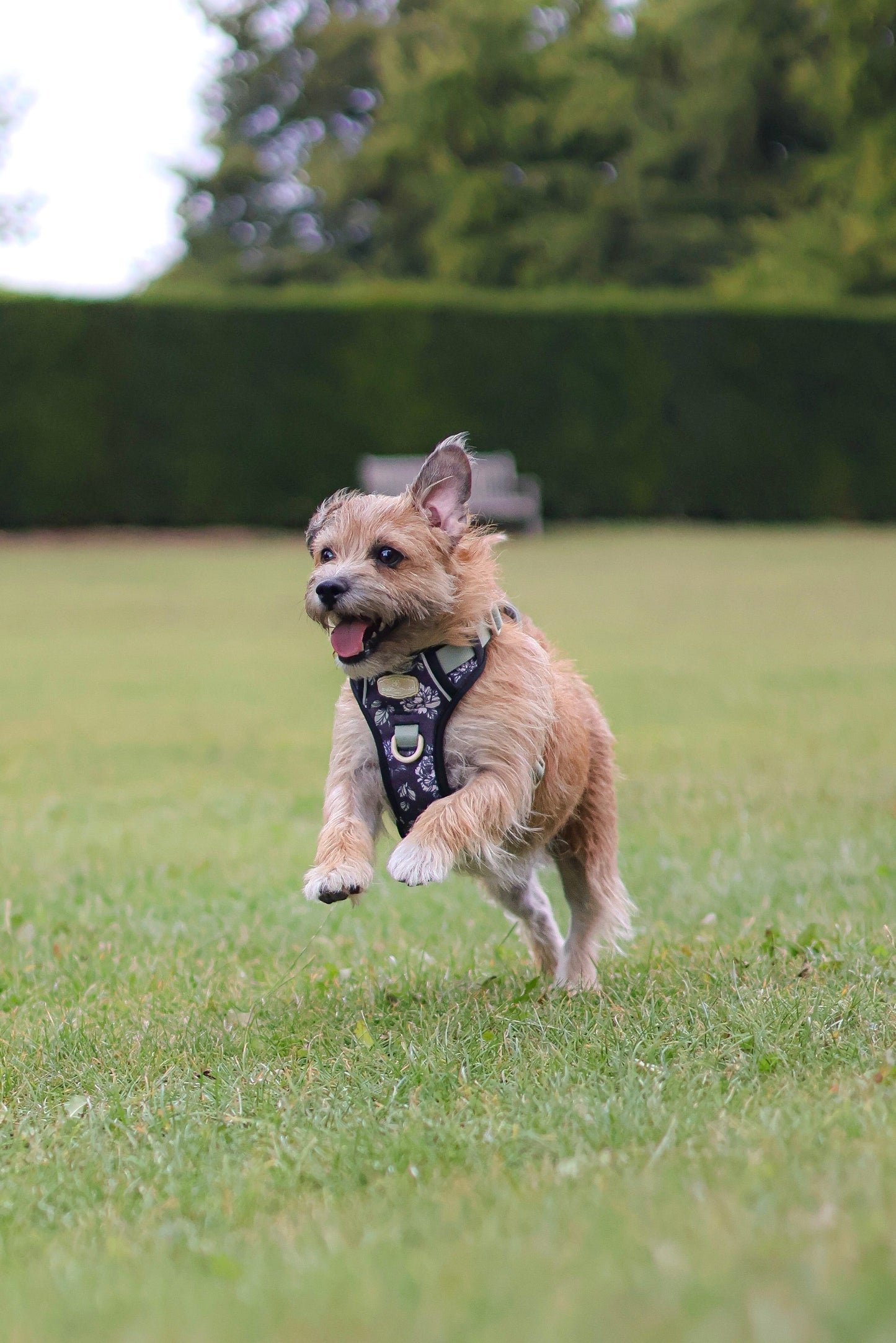 Midnight Bloom Bespoke Treks Harness