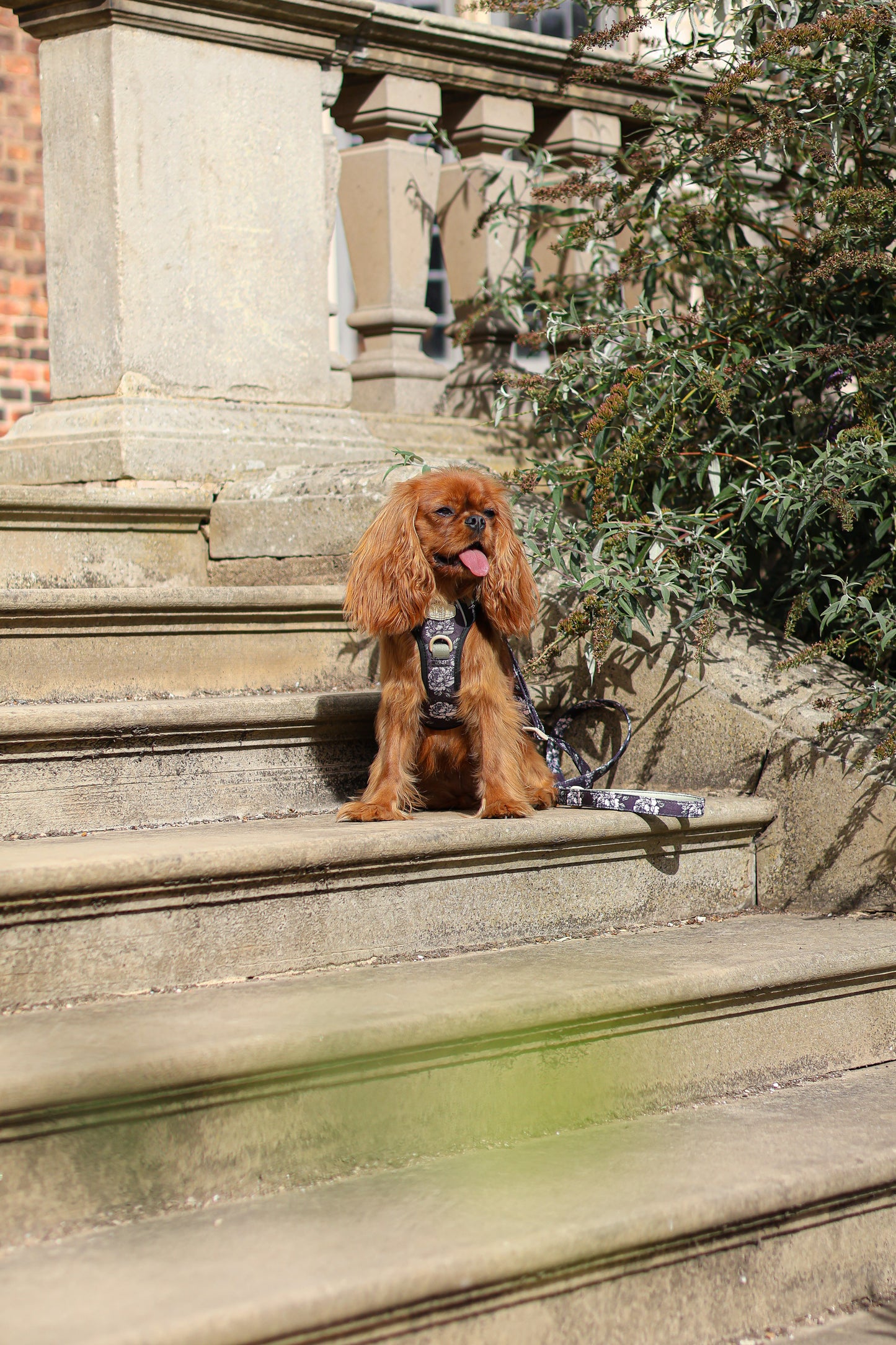 Midnight Bloom Adjustable Lead