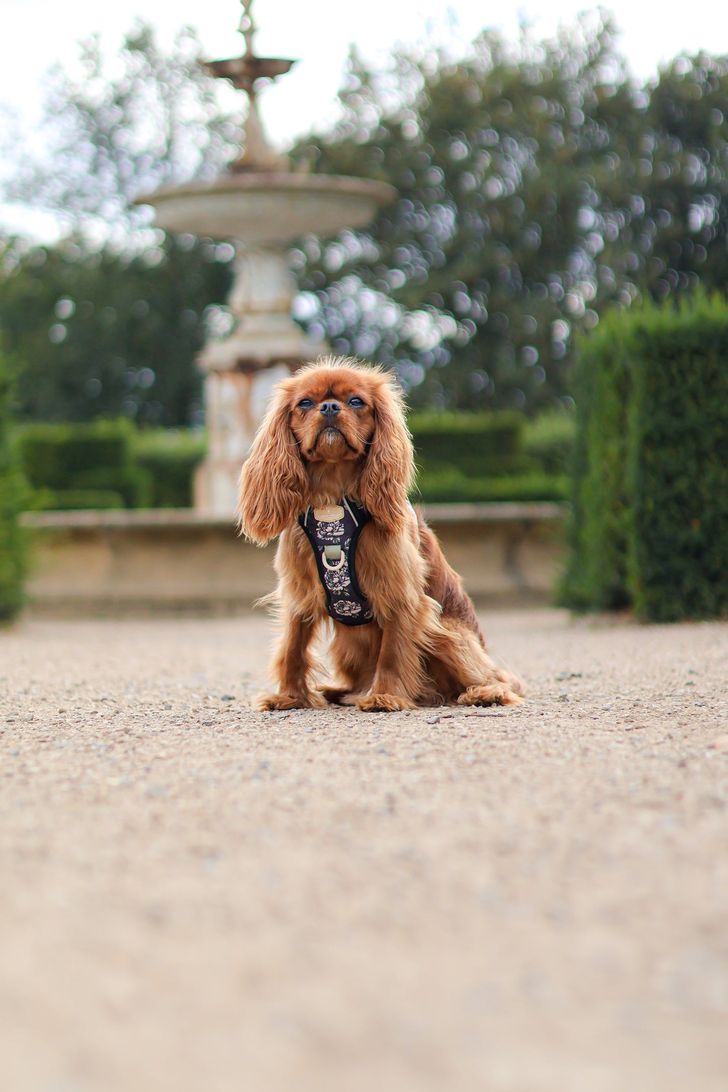 Midnight Bloom Bespoke Treks Harness