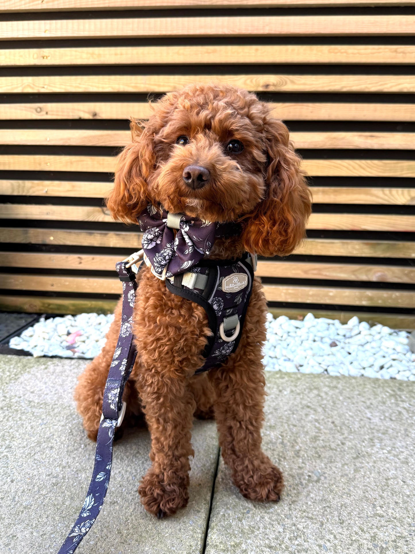 Midnight Bloom Collar